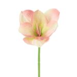TIGE AMARYLLIS 43 CM - ROSE – Image 2